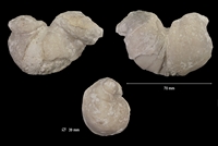 Diceras arietinum